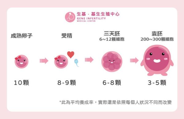 【医师专栏】受精后是否要养囊胚？